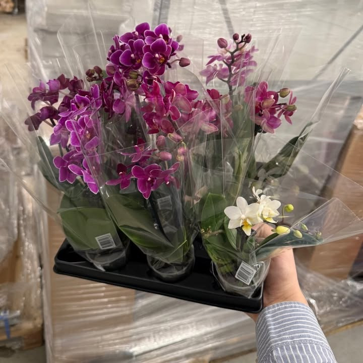 SuperBrugsen Dronninglund tilbyder orkideer til specialpris