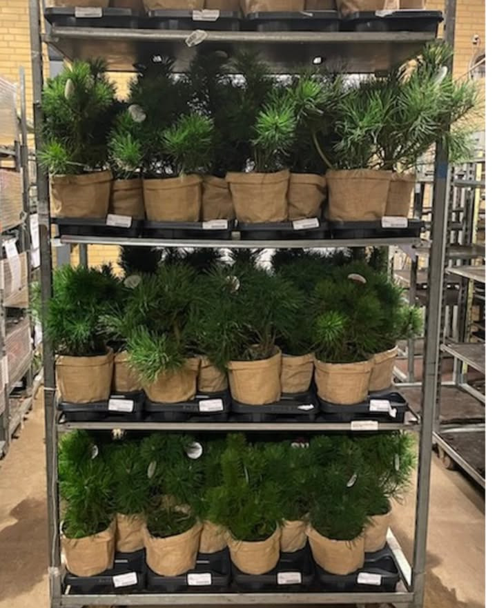 Meny Gl. Skagensvej tilbyder bjergfyr i jutesæk til kun 119,95 kr.