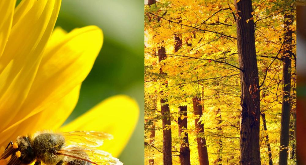 Afslut sæsonen med fællessang i Ringkøbing