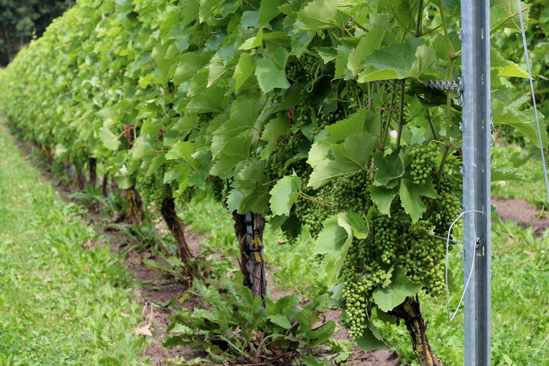 Oplev Vejrhøj Vingård: Rundvisning og vinsmagning