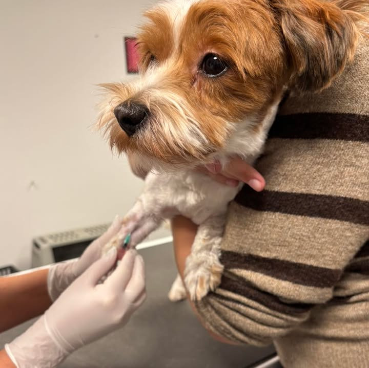 Blodprøver afslører skjulte sygdomme hos kæledyr, viser Vodskov Dyreklinik v/Thorstein Arnason