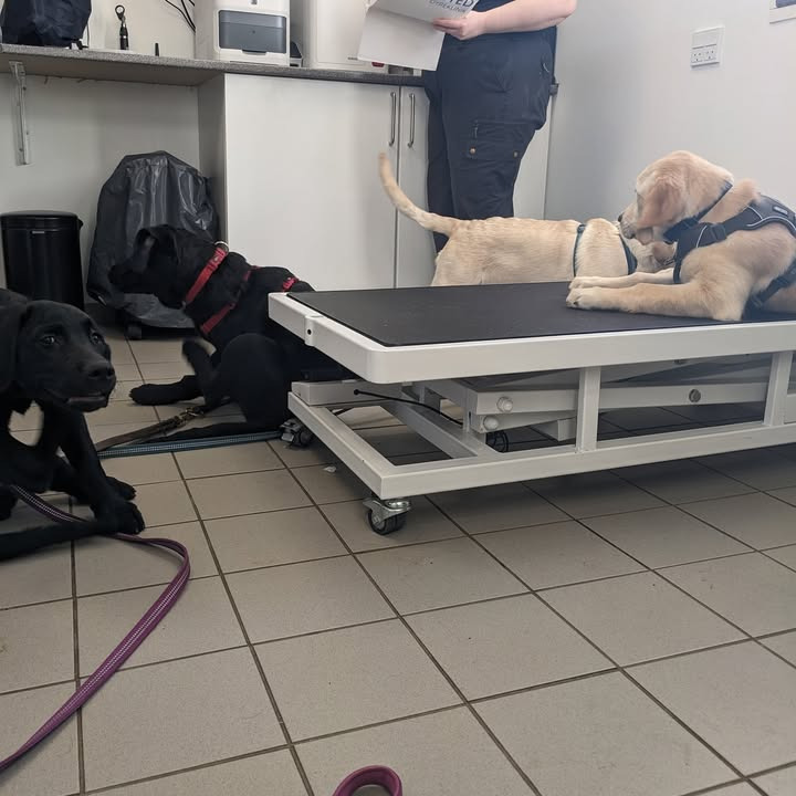 Vet til dig: Hvalpeleg på klinikken under 16 ugers undersøgelser