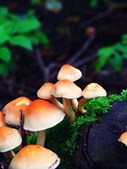Østerstur i Nationalpark Vadehavet: En oplevelse for livet