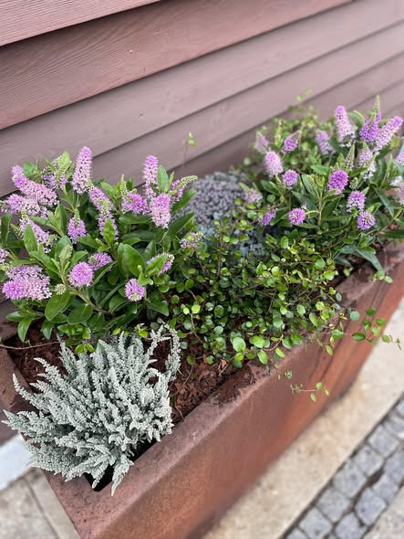 by fromberg hjælper med idé, planter og færdig beplantning