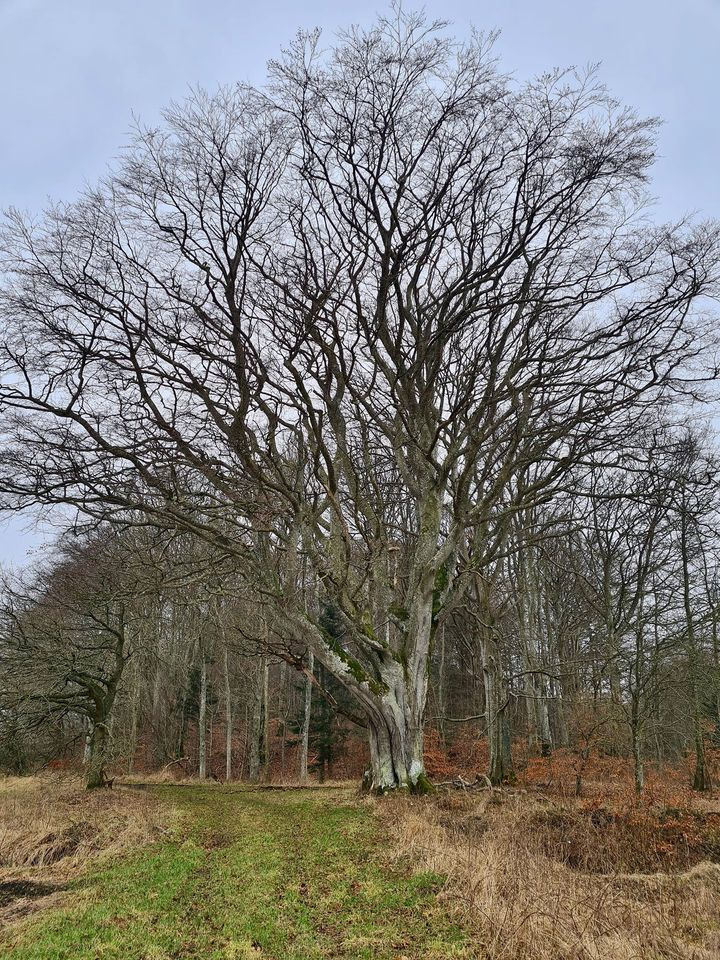 Det nyeste på Hjørrings opslagstavle