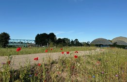 Justesens Plæne indvies med blomsterfrø, pandebrød og boliger til bierne