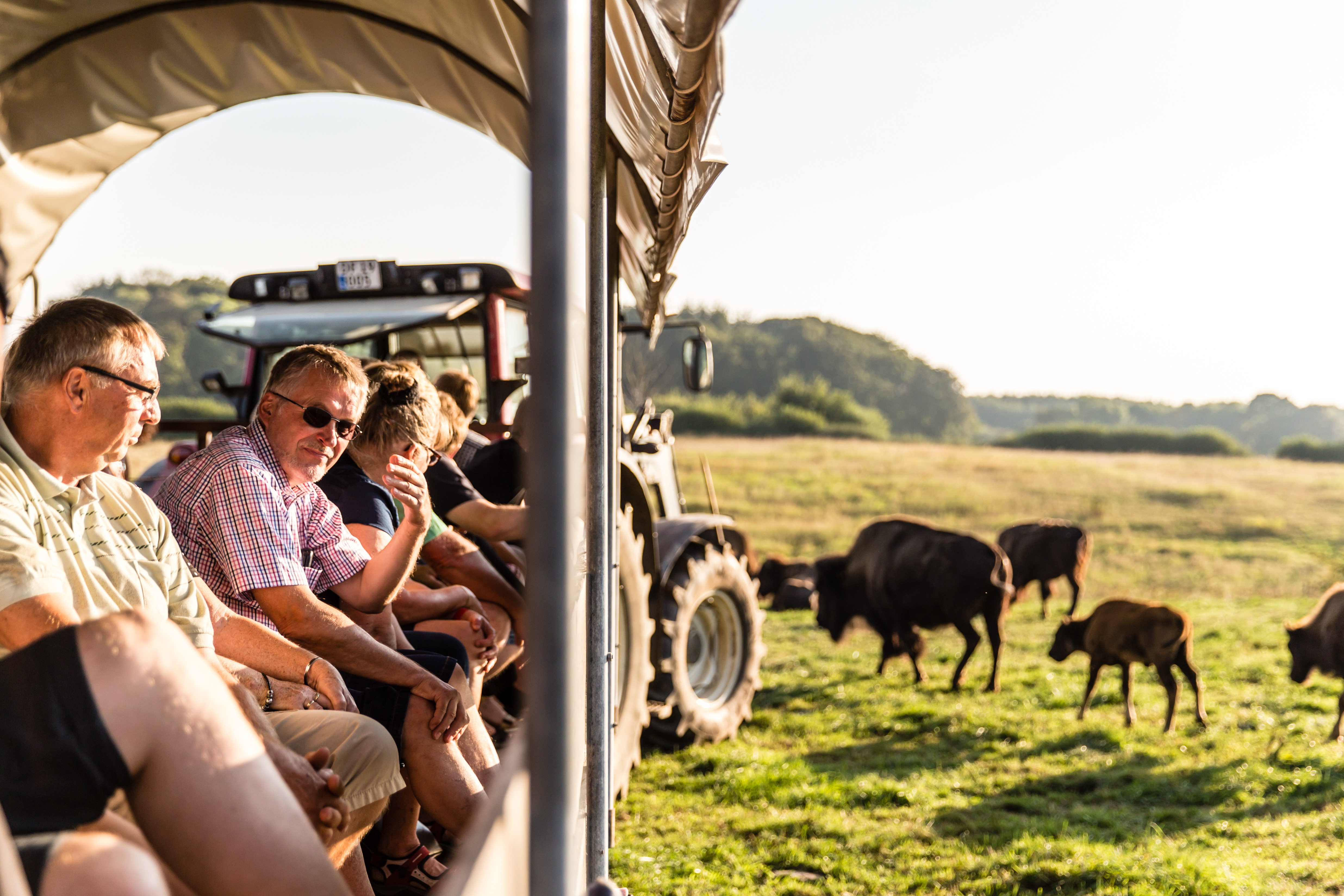 Oplev bisonokserne på Ditlevsdal Bison Farm